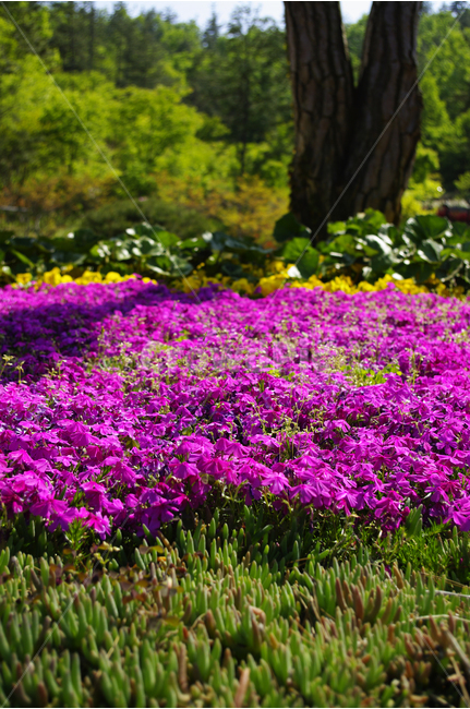 철쭉,꽃,꽃밭,flower,color,식물,나무,자연,식물,자연,plants,nature,꽃,flower