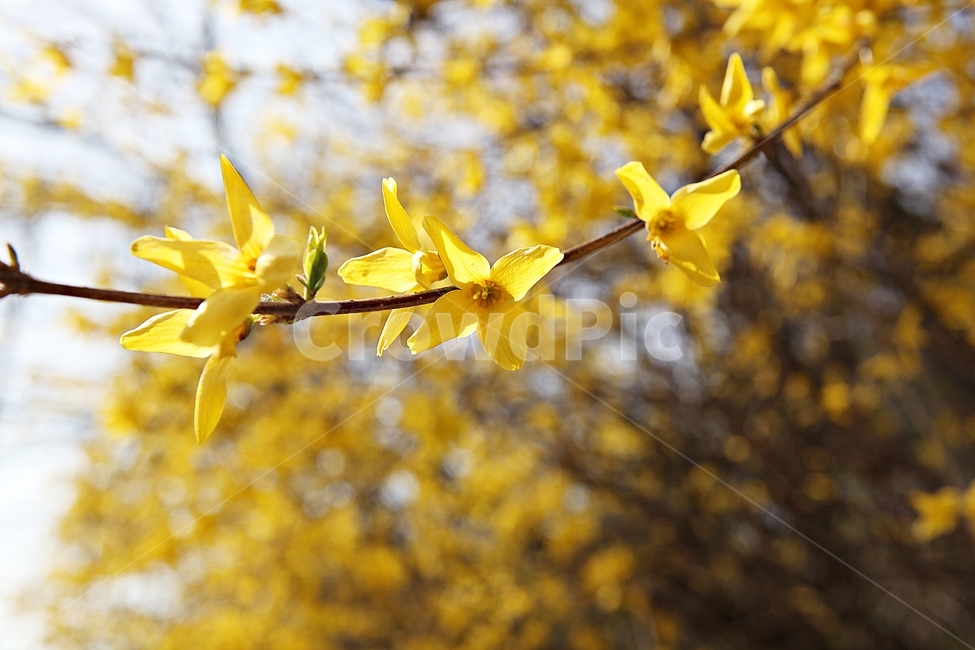 개나리,개나리꽃,꽃,봄꽃,노란꽃,봄,식물,자연,공원,식물,자연,plants,nature,꽃,flower
