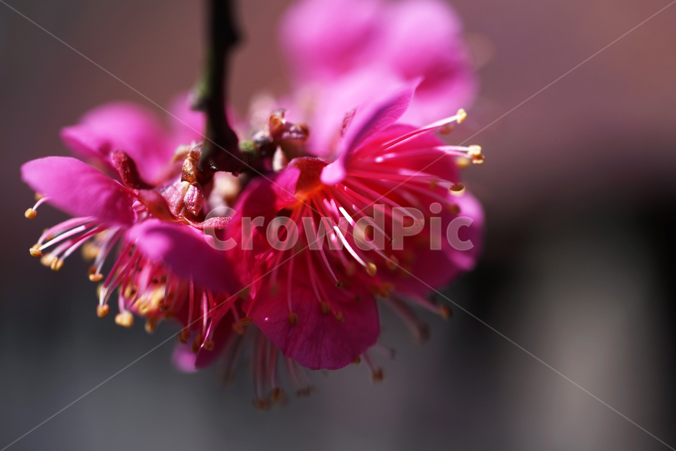 홍매화,매화,홍매,꽃,봄,계절,붉은빛매화,식물,자연,plants,nature,꽃,flower