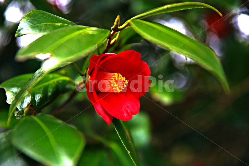 동백꽃,봄봄,선운사,동백,꽃,식물,자연,plants,nature,꽃,flower
