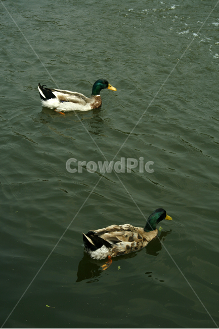 오리,청둥오리,조류,새,호수,물결,동물,animal,조류,새,birds