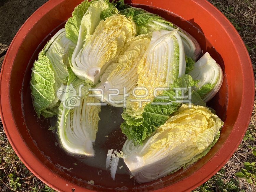 김장 절임배추 물빼기 요령