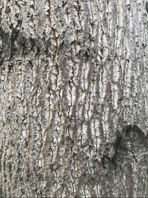 나무,나무배경,나무텍스쳐,나무껍질,나무질감,wood,tree,texture,텍스처,질감,패턴,texture,pattern