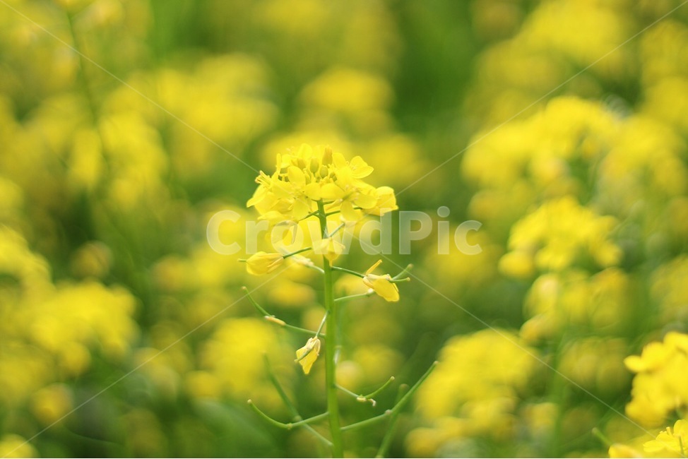 유채꽃,꽃,감성,풍경,꽃밭,유채꽃밭,식물,식물,자연,plants,nature,꽃,flower