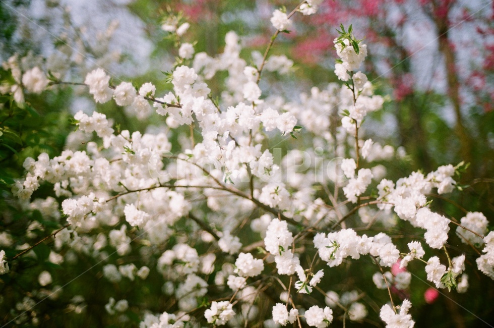 식물원,꽃,필름사진,봄,flower,spring,film,필름,자연,식물,자연,plants,nature,꽃,flower
