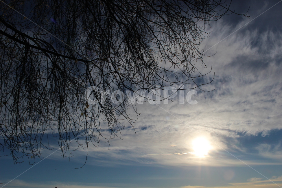 겨울,겨울나무,나무,나무가지,하늘,역광,구름,겨울하늘,winter,tree,sky,wintertree,wintersky,자연,풍경,nature,landscape,flare,플레어,light,빛,outdoors,옥외,sunlight,햇빛