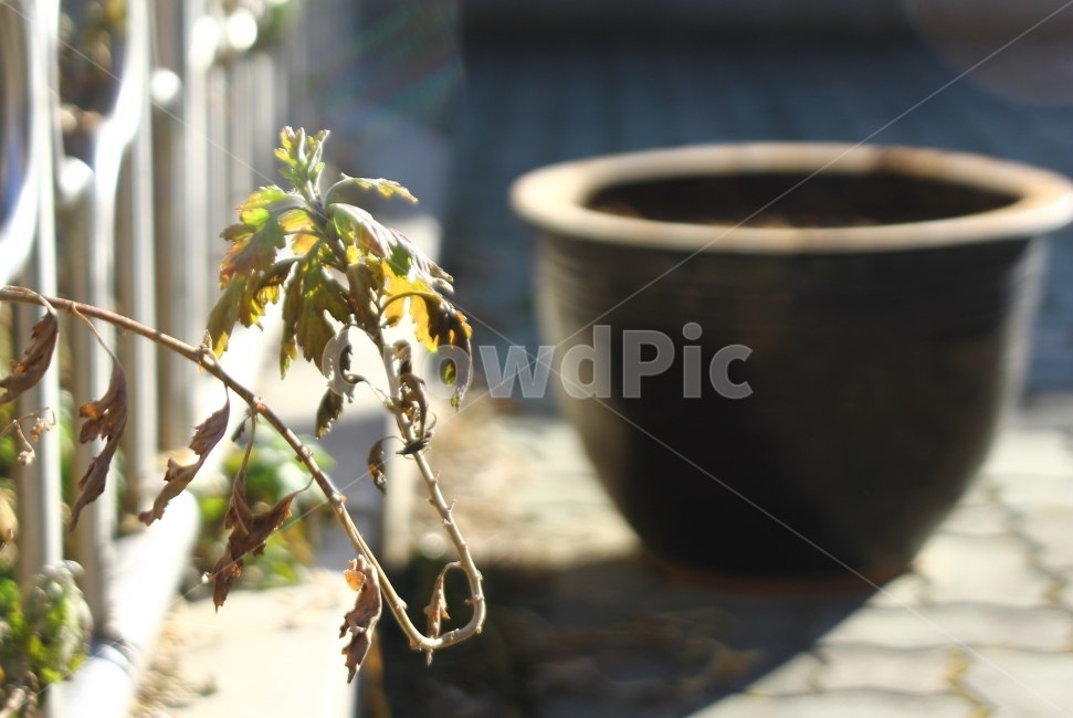 서촌,겨울,햇빛,식물,일상,감성,골목,식물,자연,plants,nature