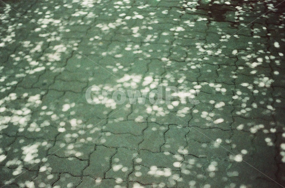 그림자,햇빛,여름,초록,식물,필름사진,벽돌,바닥,땅,shadow,sunlingt,summer,green,plant,brick,groud