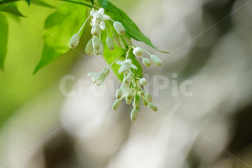 고추나무,꽃,식물,플라워,자연,nature,flower,한국의자연,한국자연,풍경,landscape,snap,snapshot,스냅,스냅사진,스넵,스넵사진,tree,country,시골,숲,숲속,forest,한국풍경,한국적인,식물,자연,plants,nature,꽃,flower