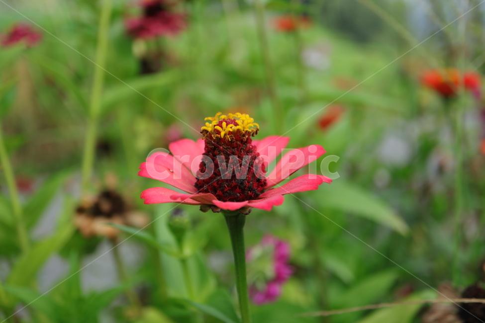 plant,식물,백일홍,zinnia,ninniaelegans,붉은색백일홍,국화과,속씨식물,쌍떡입식물,초롱꽃목,원예종