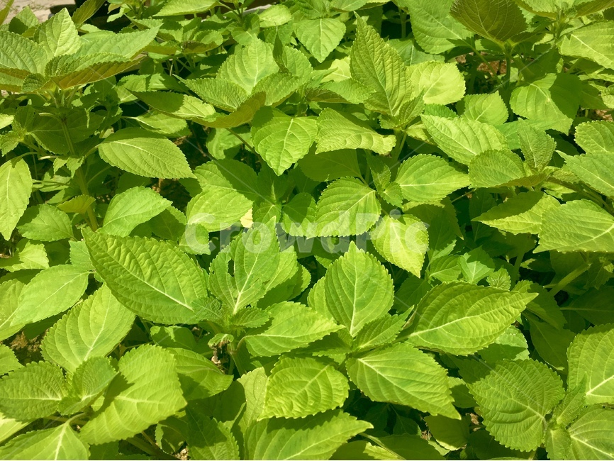 깻잎,깻잎밭,밭,초록색깻잎,녹색깻잎,자연,풀,야채,농작물,농사,녹색배경,배경,자연배경,백그라운드,채소,야채,vegetables,산업,industry,industrial,농업,농사,agriculture,farming,farming industry