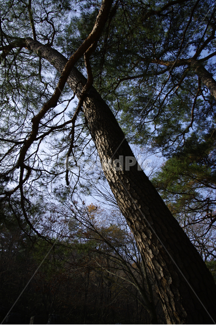 소나무,나무,식물,plant,초록,식물,자연,plants,nature,나무,trees,wood