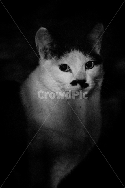 길냥이,고양이,길고양이,cat,kitty,흑백사진,동물사진,동물,animal,포유류,mammal,고양이,cat,kitten,kitty,흑백,모노톤,monochrome,black and white
