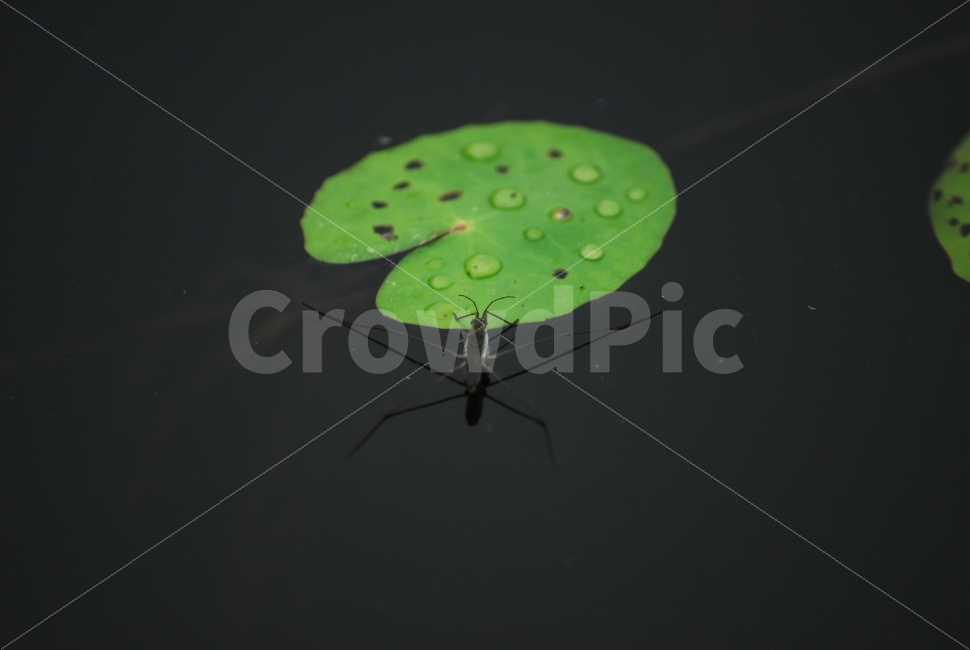 소금쟁이,소금장이,곤충,수생곤충,연못,동물,animal,곤충,벌레,insect,bug