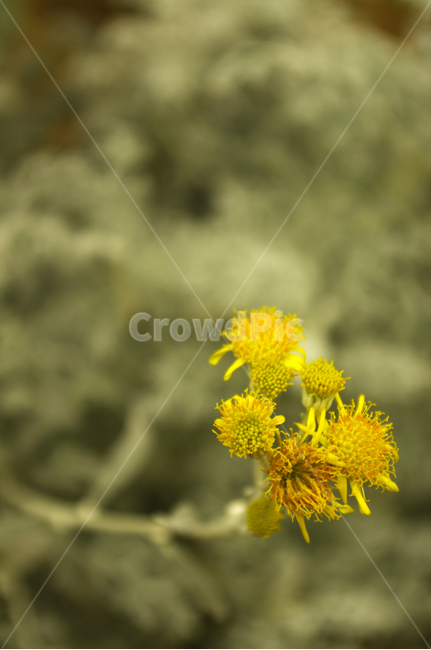 꽃,식물,flower,plant,설국,식물,자연,plants,nature,꽃,flower