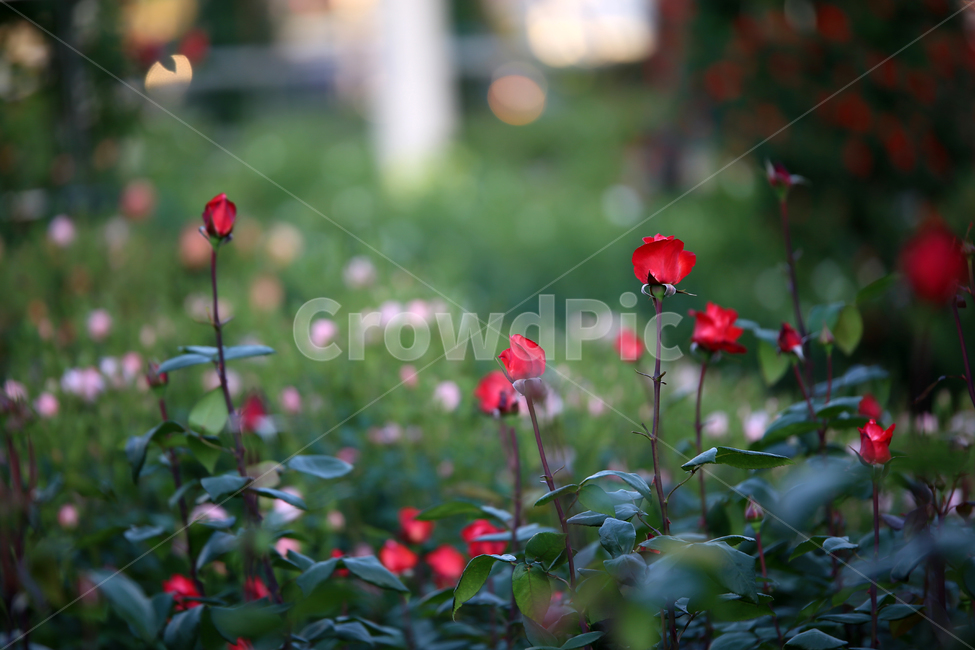 장미,꽃,rose,감성,flower,장미공원