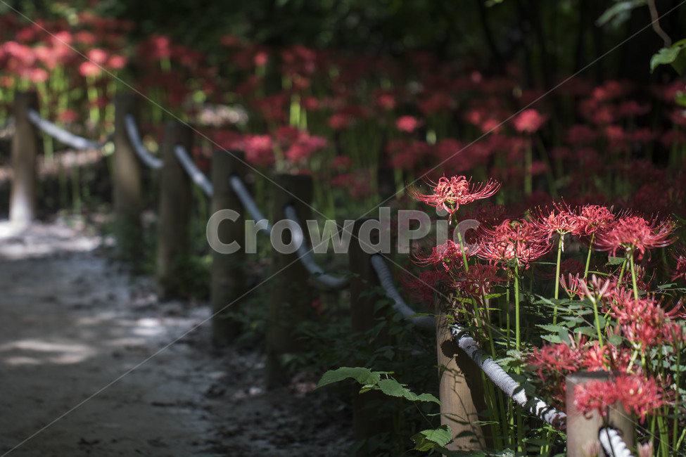꽃무릇,상사화,꽃,식물,자연,여름,배경,길,울타리,식물,자연,plants,nature,꽃,flower