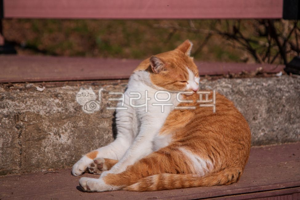 고양이,길고양이,털갈이,햝다,눕다