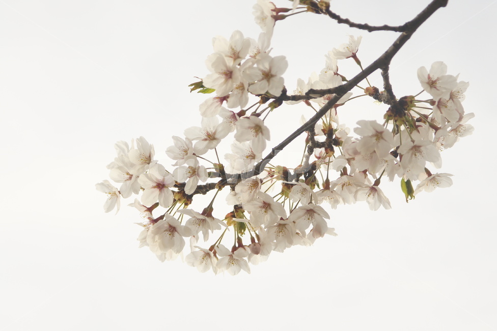식물,blossom,꽃,flower,벚꽃,white,봄,계절,spring,season,식물,자연,plants,nature,꽃,flower,plant