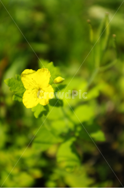 꽃,식물,flower,plant,애기똥풀,식물,자연,plants,nature,꽃,flower