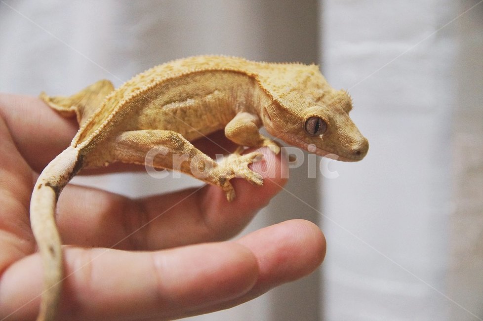 reptile,파충류,크레스티드게코,crestedgecko,lizard,희귀애완동물,도마뱀,게코,gecko,동물,animal,파충류,양서류,reptile,amphibian,사람,인물,인간,human,person,신체일부,몸,body
