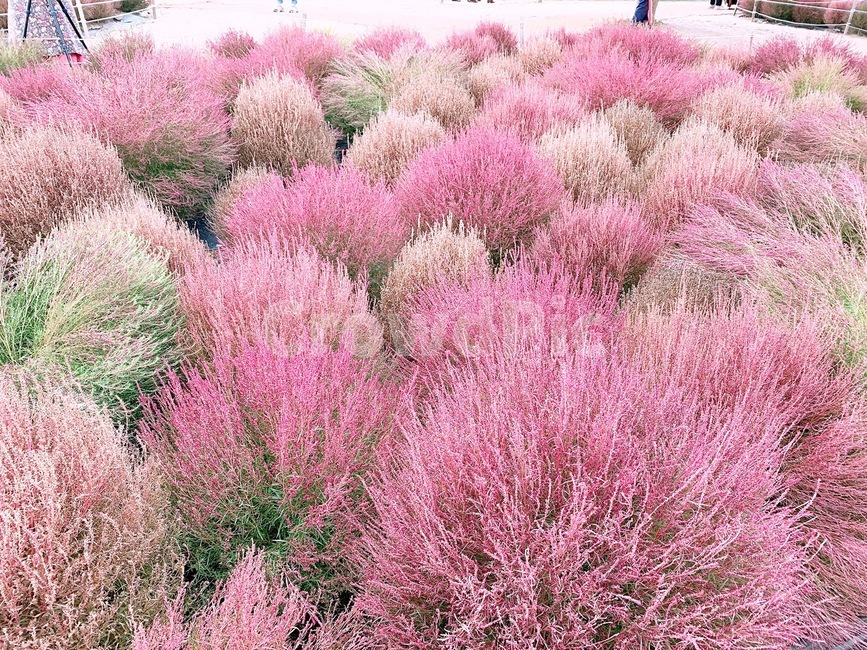 핑크뮬리,핑크,가을,갈대,들판,식물,blossom,flower,가을,계절,fall,autumn,season,plant,꽃