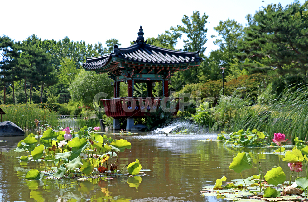 풀,숲,연꽃,꽃,정자,연못,호수,풍경,배경,대전,유림공원,공원,자연,물,h2o