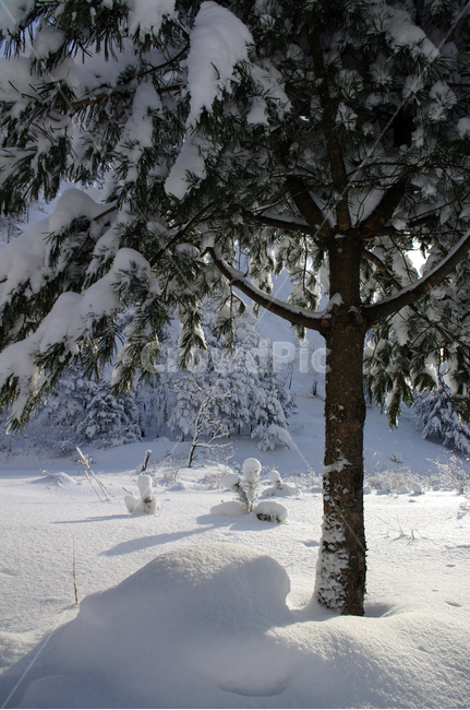 겨울,눈,설경,풍경,나무,겨울,계절,winter,season