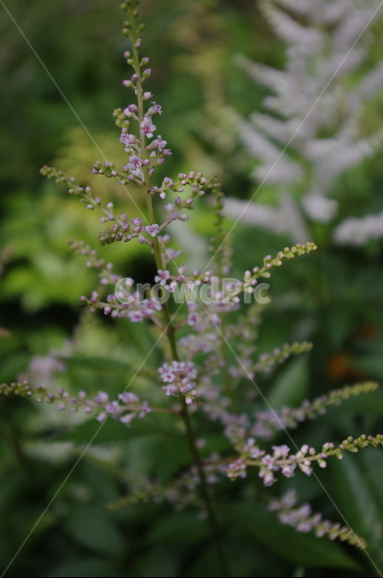 노루오줌,초록,잎,꽃,flower,식물,plant,계절,봄,spring,식물,자연,plants,nature,꽃,flower