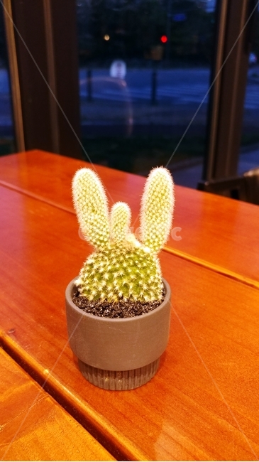 선인장,식물,다육식물,plant,자연