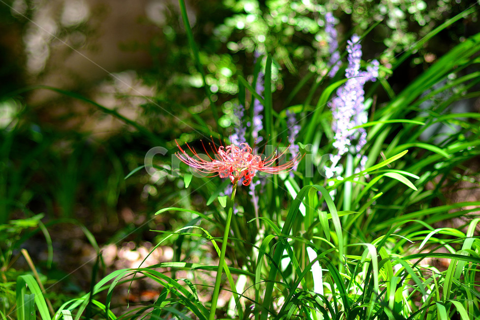 꽃무릇,꽃,식물,플라워,자연,식물,자연,plants,nature,꽃,flower