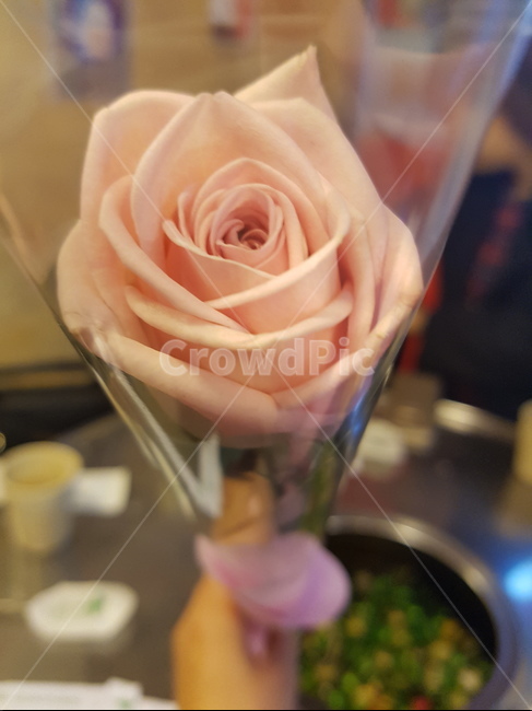 장미꽃,꽃,식물,plant,flower,rose