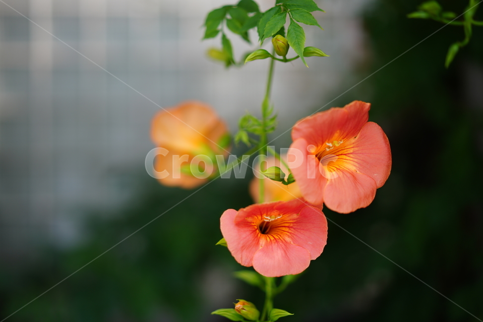 꽃,능소화,색감,컬러,식물,생물,플라워,flower,주황,생명
