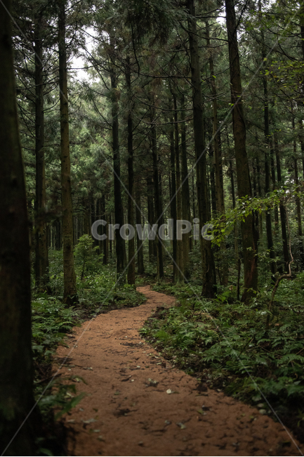 오솔길,숲,산책로,등산로,등산,피톤치드,숲속,숲길,나무,침엽수,자연,건강,힐링,여행,자연,풍경,nature,landscape,제주도,jeju,jeju island,path,통로,tree,plant,식물,trail,꼬리