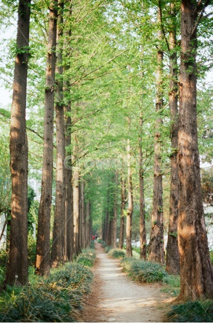 오솔길,산책로,숲길,나무,필름사진,필름,무보정,필름카메라,햇살,숲,forest,walkway,tree,filmphotography,film,filmcamera,sunshine,자연,풍경,nature,landscape,plant,식물,tree trunk,나무 줄기