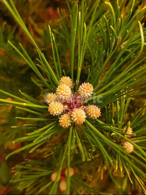소나무,식물,tree,나무,plant,자연,식물,자연,plants,nature