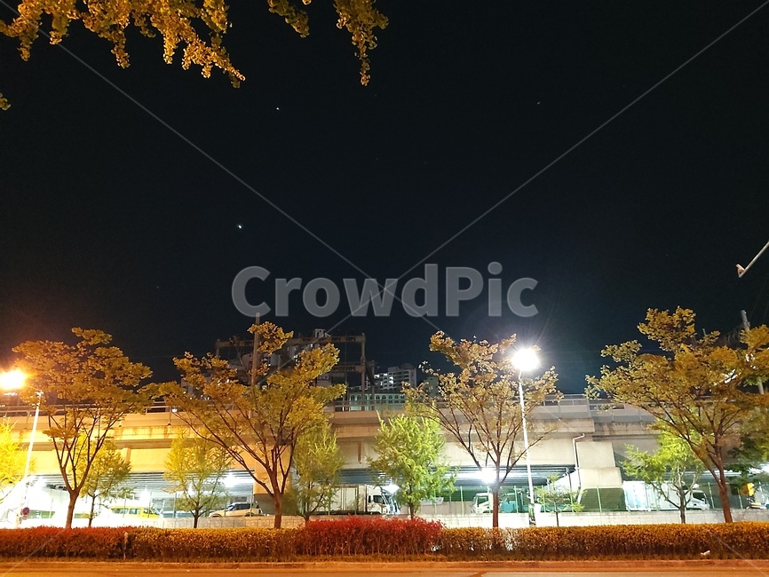 밤,가로수,도로,나무,가로등,조명