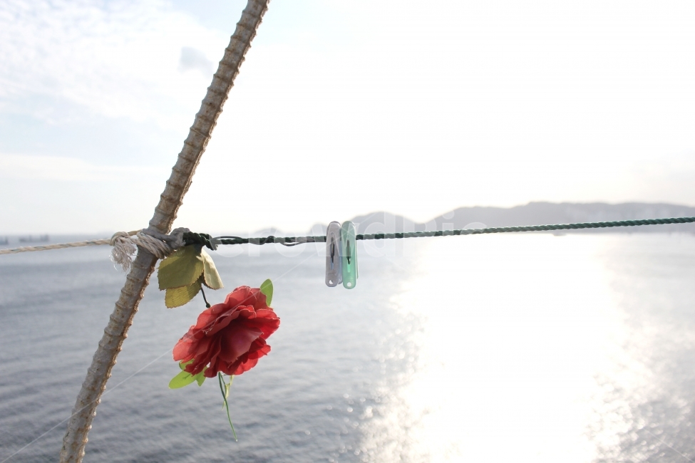 꽃,바다,햇살,하늘,감성,식물,자연,plants,nature,꽃,flower