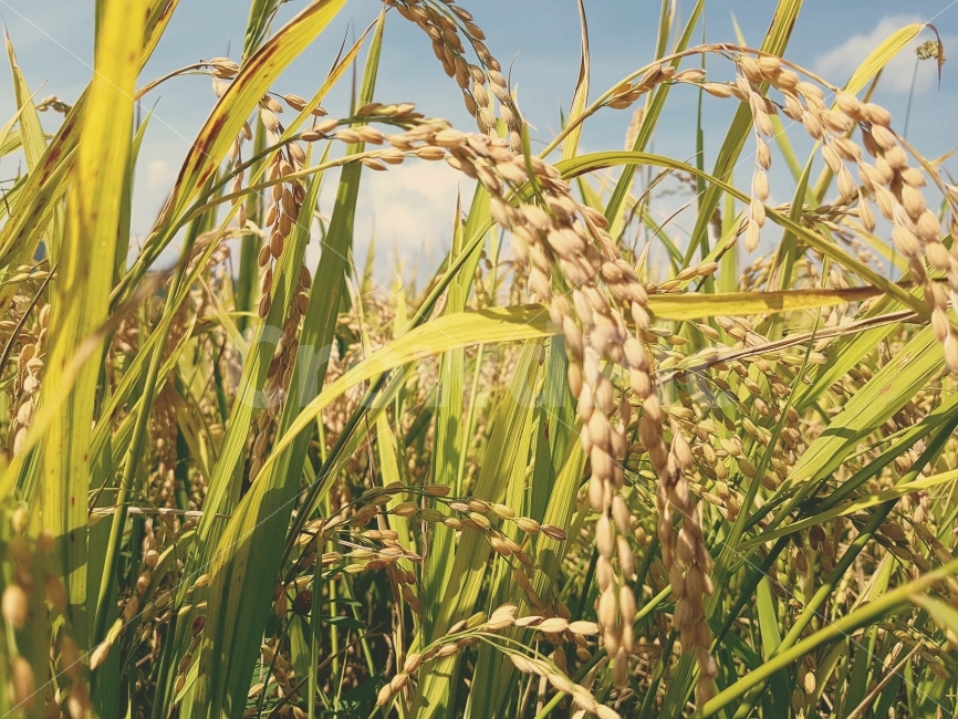 벼,하늘,자연,일상,색감,강원도,양구,시골,길거리,풍경,가족,여행,Rice,Sky,nature,daily,color,Gangwondo,Country,street,landscape,View,Family,Travel,가을,계절,fall,autumn,season,식물,자연,plants,nature,vegetation,초목,plant,field,들