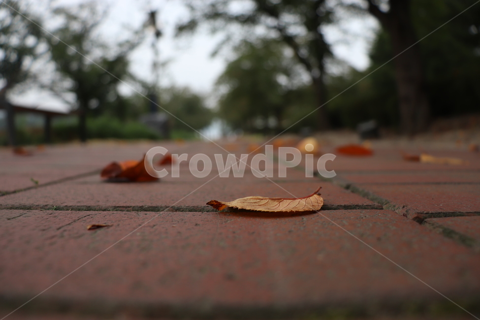 가을,길,낙엽,나뭇잎,산책,가을,계절,fall,autumn,season,leaf,잎,plant,식물