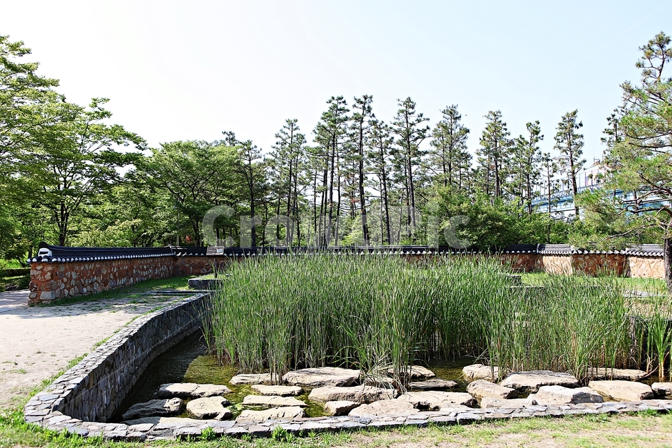 정원,연못,물,녹색,여름