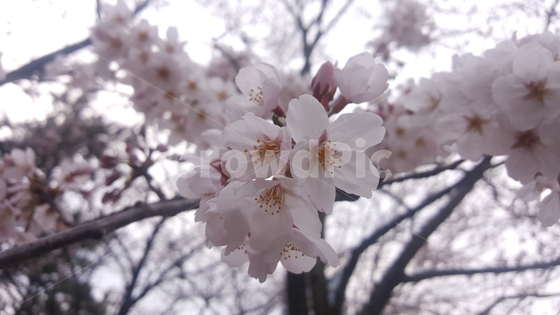 벚꽃,벗나무,벗꽃,꽃축제,꽃,식물,flower,blossom