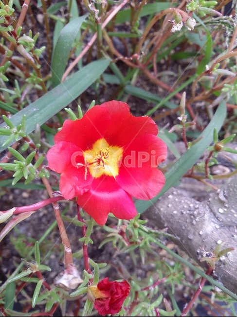 plant,식물,꽃,flower,자연,식물,자연,plants,nature,꽃,flower