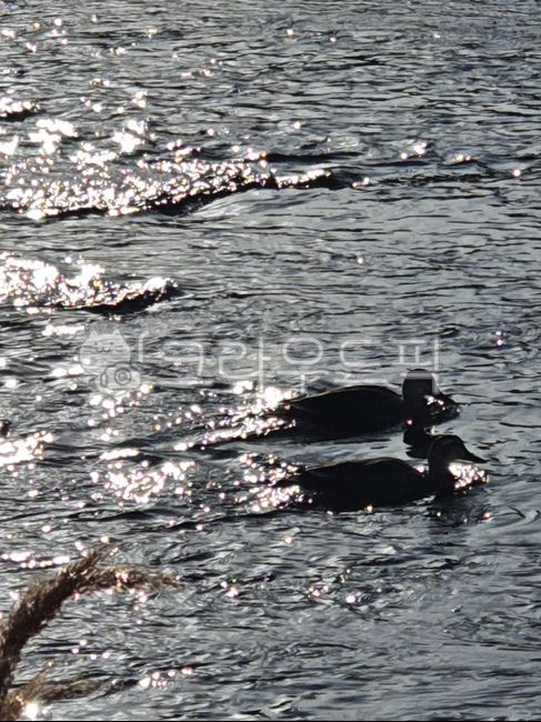 천둥오리,천둥오리실루엣,bird,물오리,물새