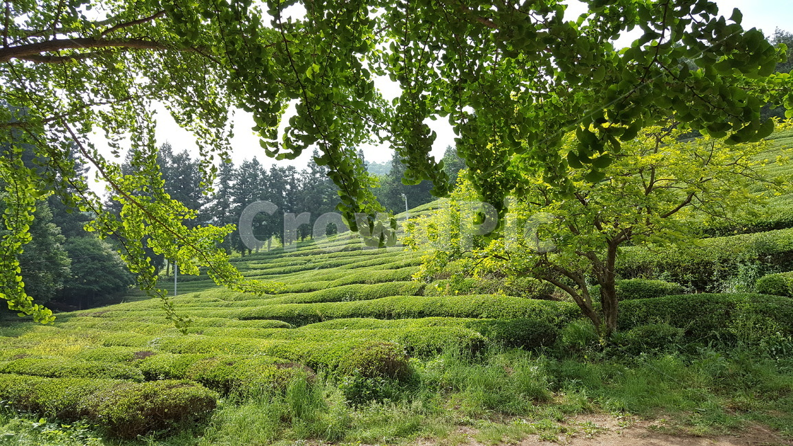 봄,식물,녹차밭,자연,경치,연두색,자연,풍경,nature,landscape,outdoors,옥외