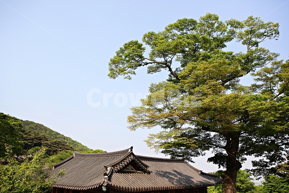 전등사,절,전통,집,기와,풍경,자연,배경