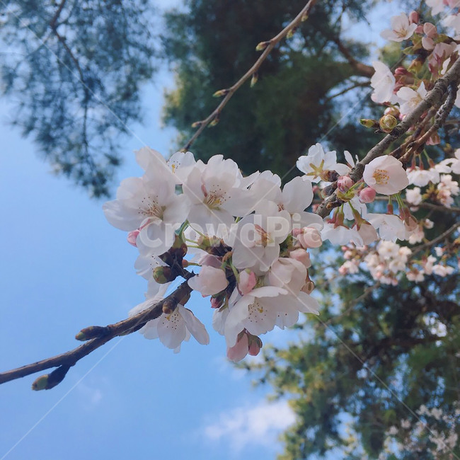 spring,벚꽃,봄,나무,하늘,꽃,sakura,tree,flower,sky,cherryblossom,사쿠라,분홍색,pink,하늘색,배경,background,벚나무