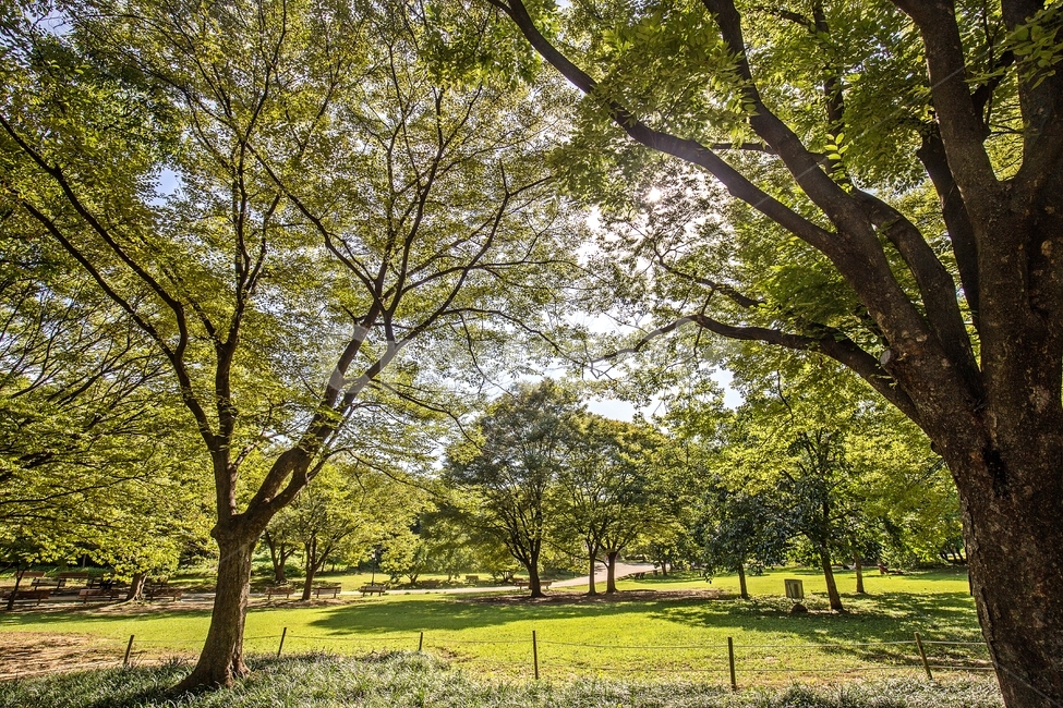 자연,풍경,나무,숲,잔디,하늘,빛,올림픽공원,서울,식물,공원,korea,seoul,park,sky,tree,nature,landscape,scenery,plants,자연,풍경,nature,landscape,휴식,힐링,rest,relaxation,healing,plant,tree trunk,나무 줄기,grass