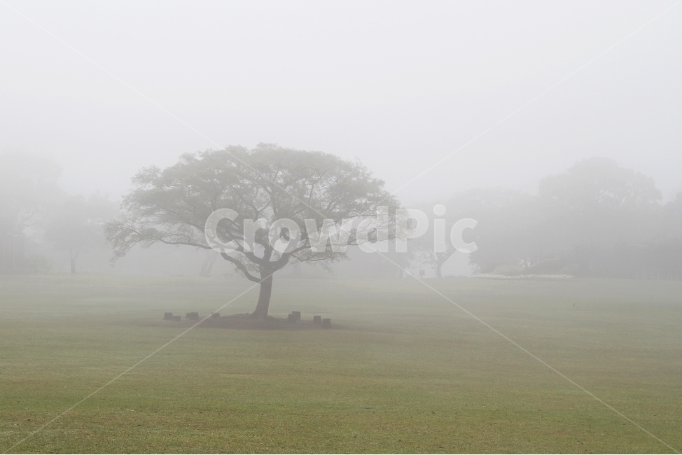 풍경사진,나무,자연,공원,감성사진,자연,풍경,nature,landscape,식물,plants,나무,trees,wood,weather,날씨,outdoors,옥외