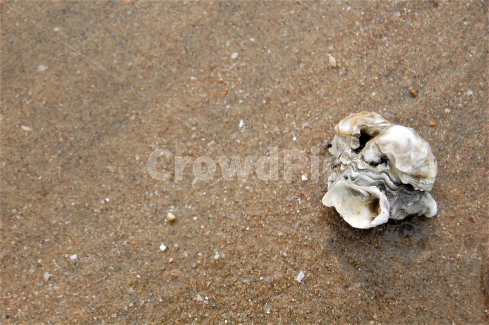 바다,해변,모래해변,서해안,조개,모래사장,모래,해변,바다,beach,sea